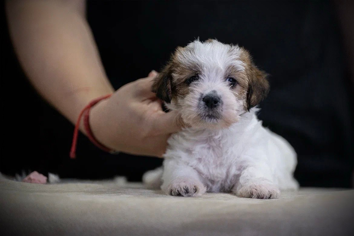 Сука 5. Lovely-Orange питомник джек рассел терьеров