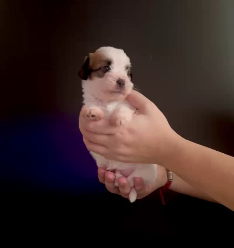 LITTER «M» 11.12.2025. Lovely Orange kennel Jack Russell Terrier FCI/RKF