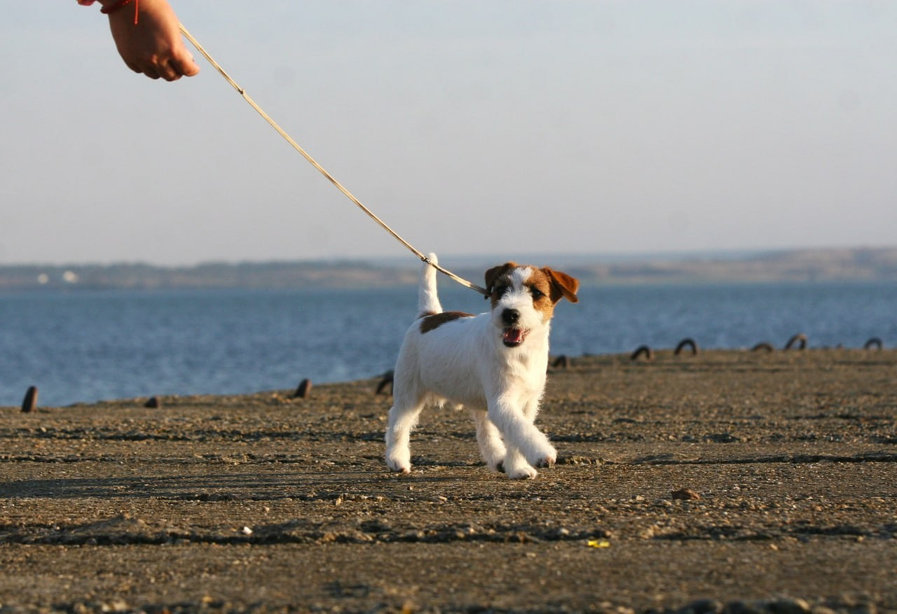 Port Fortis Amore Mio. Lovely-Orange питомник джек рассел терьеров