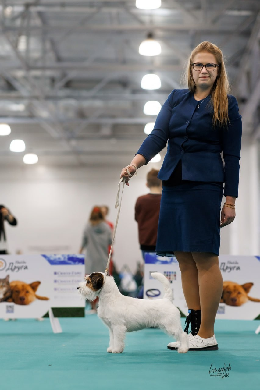 Lovely-Orange Teriyaki. Lovely-Orange питомник джек рассел терьеров