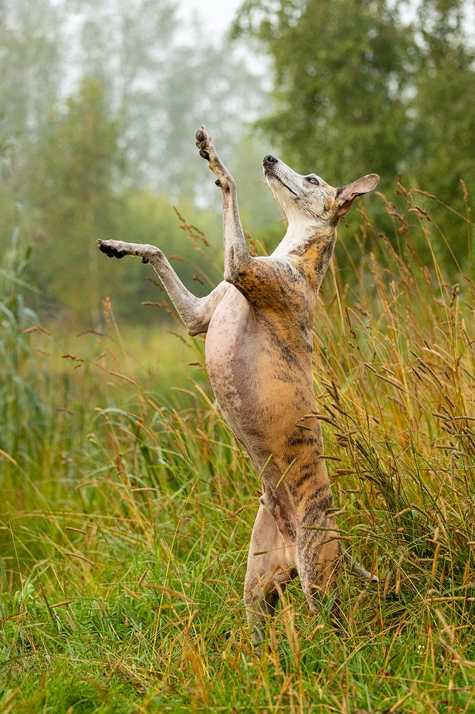 Уиппет Эвр. Фотограф-анималист Natalia Deingel | Фотосъемка собак в Москве