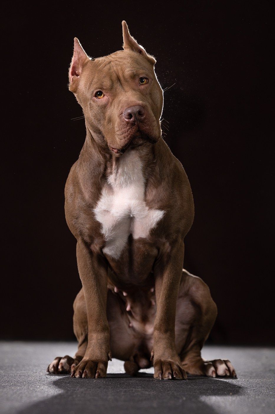 Небольшой отчёт о том, как прошли студиные фото дни. Фотограф-анималист Natalia Deingel | Фотосъемка собак в Москве