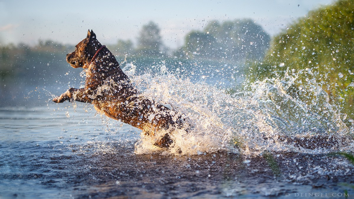 АСТ Федя, Пако и Ника. Фотограф-анималист Natalia Deingel | Фотосъемка собак в Москве