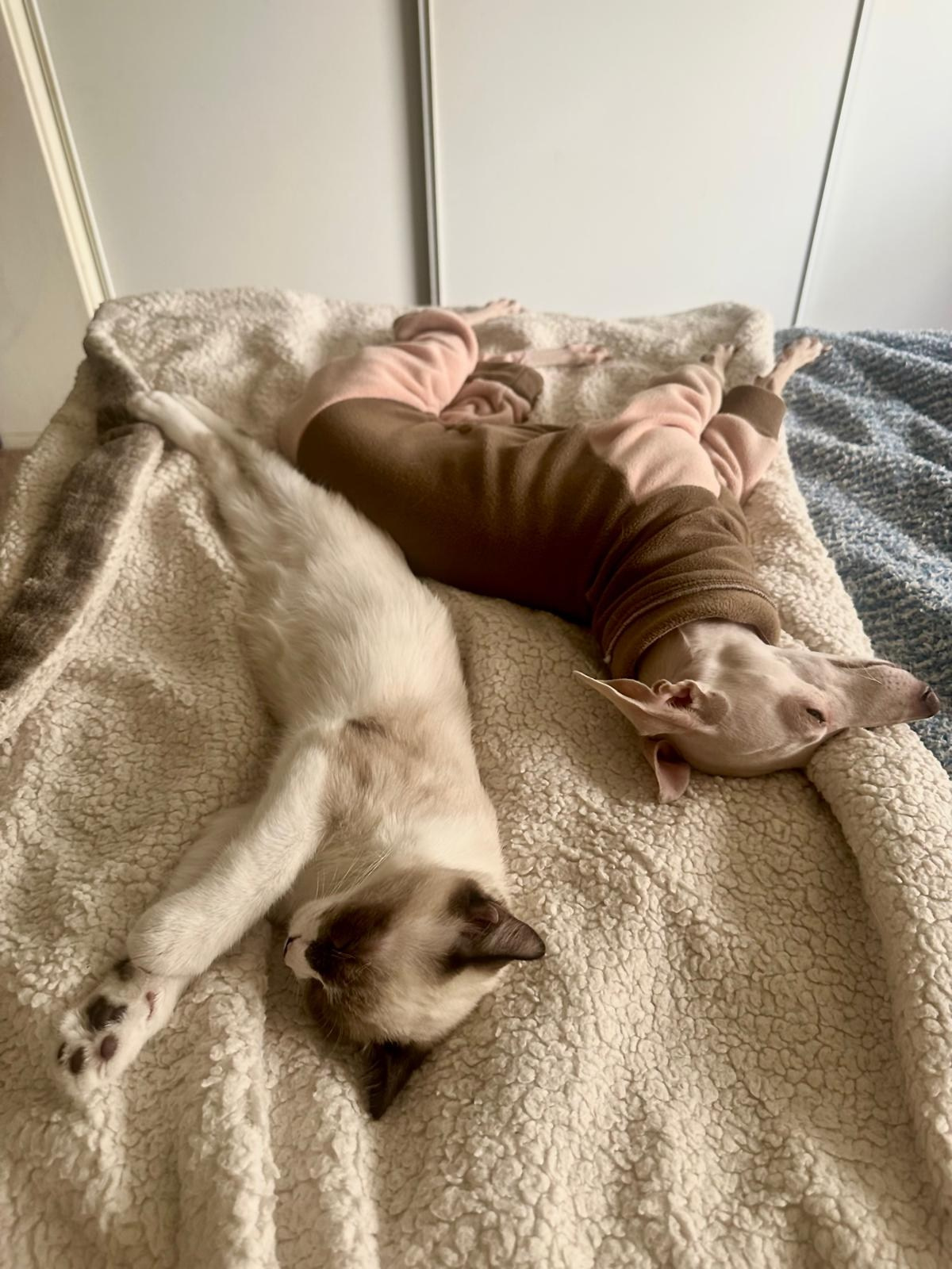 Левретки и кошки. Профессиональный питомник левреток РКФ/FCI ASTI SAPPHIRE 💎 Сочи|Санкт-Петербург