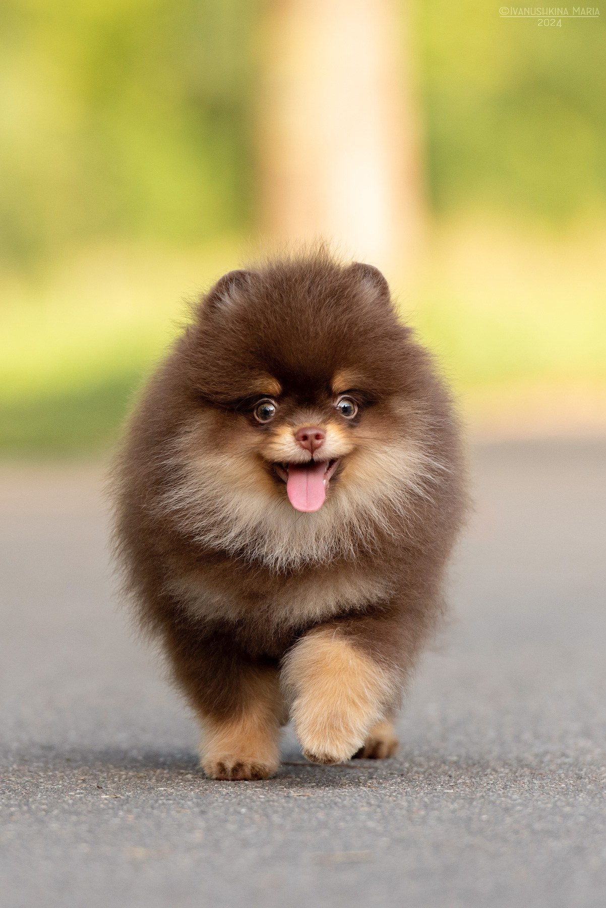 Фотосессия щенков на продажу. Фотограф собак в Москве и Московской области Иванушкина Мария