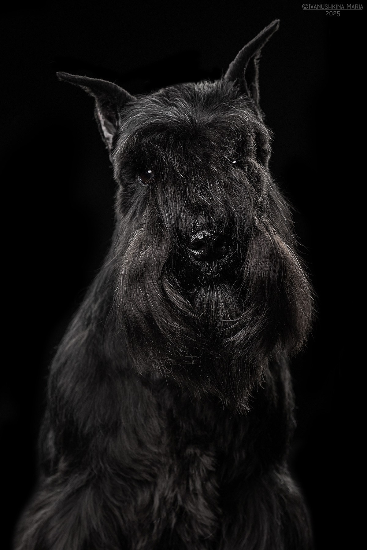 Фотосессия собаки в студии. Фотограф собак в Москве и Московской области Иванушкина Мария