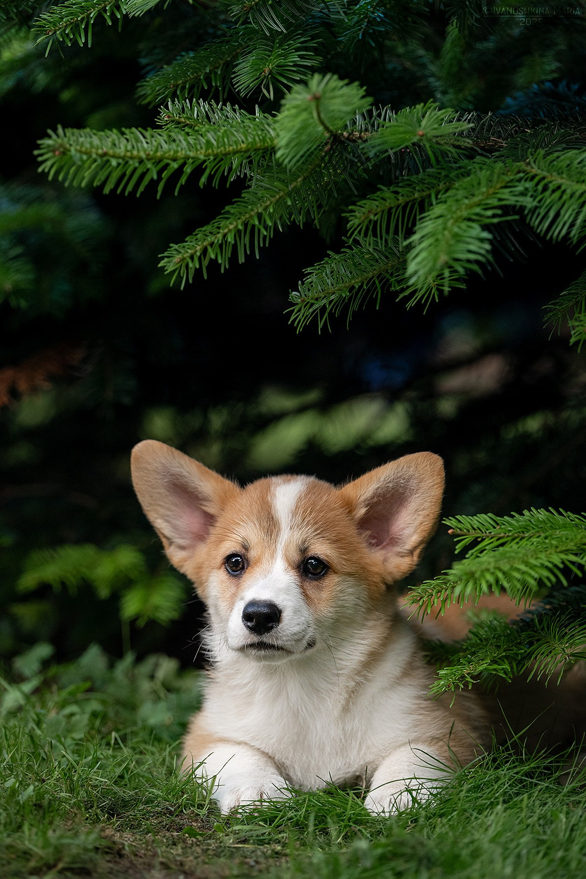 Фотосессия щенков на продажу. Фотограф собак в Москве и Московской области Иванушкина Мария