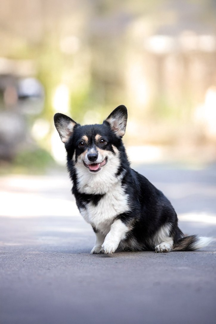 Портфолио: Фотосъёмка собак в Москве и области — авторские образы. Фотограф-анималист и бренд-фотограф в Москве | Фотография собак, людей, бизнес-портрет