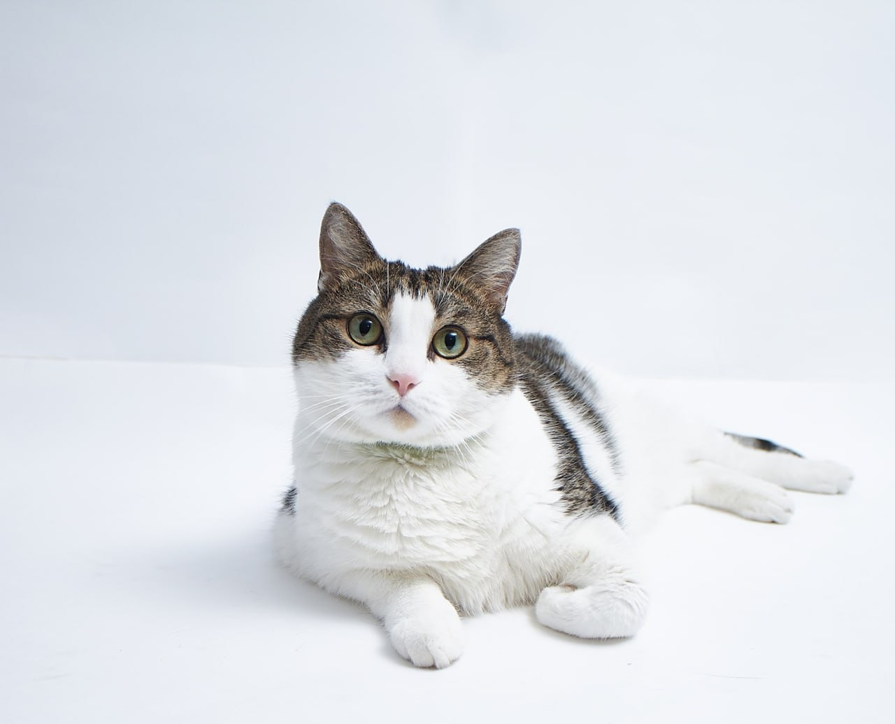 Фотосессия для сайта Ветеринарной клиники. Персональный и коммерческий фотограф в Тюмени Полина Лапардина