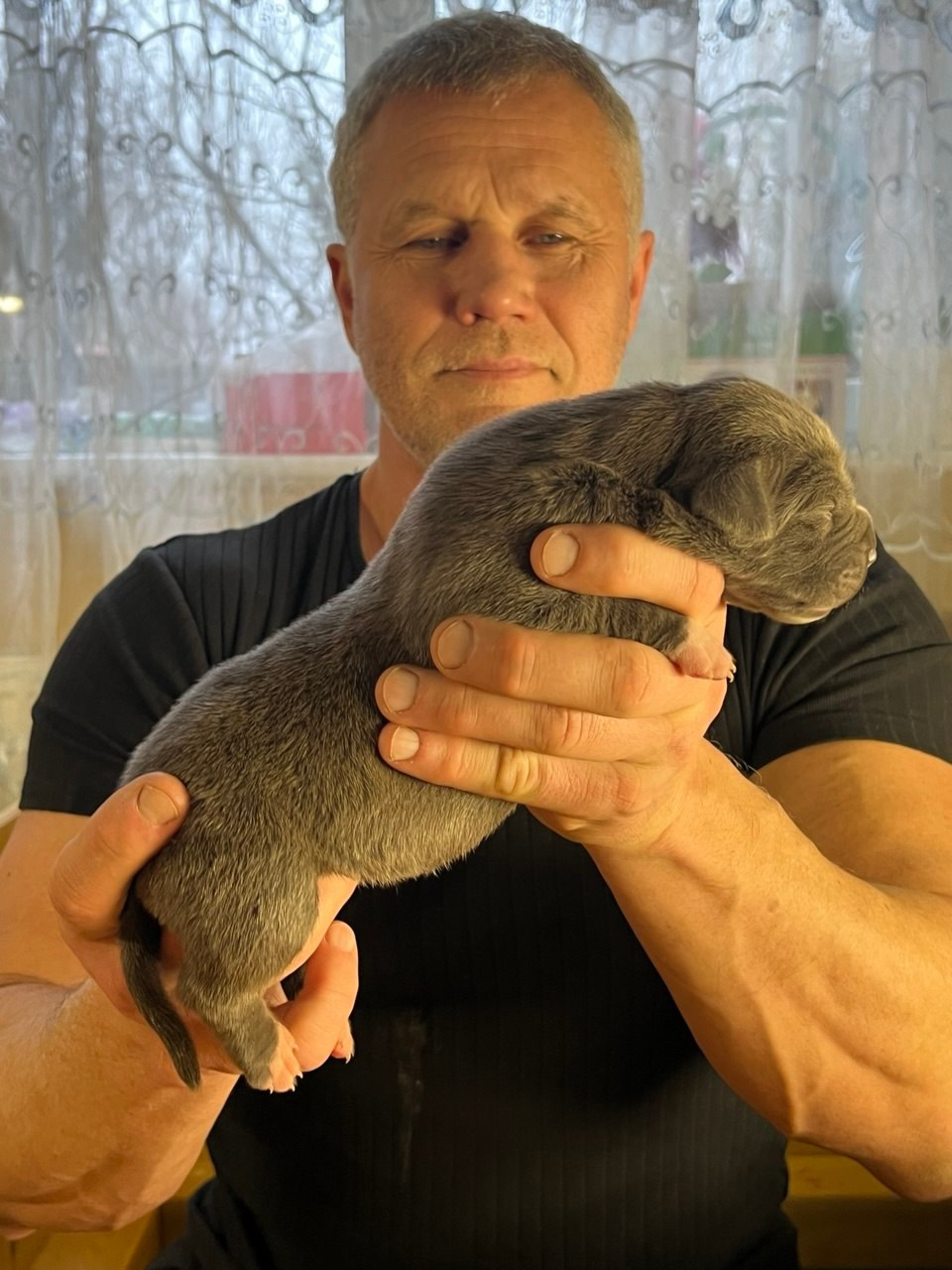 Детские. Американские булли XL в г. Калининград. Питомник Great Bully UNIVERSE