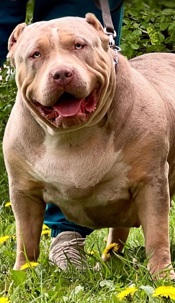 Наши собаки. Американские булли XL в г. Калининград. Питомник Great Bully UNIVERSE