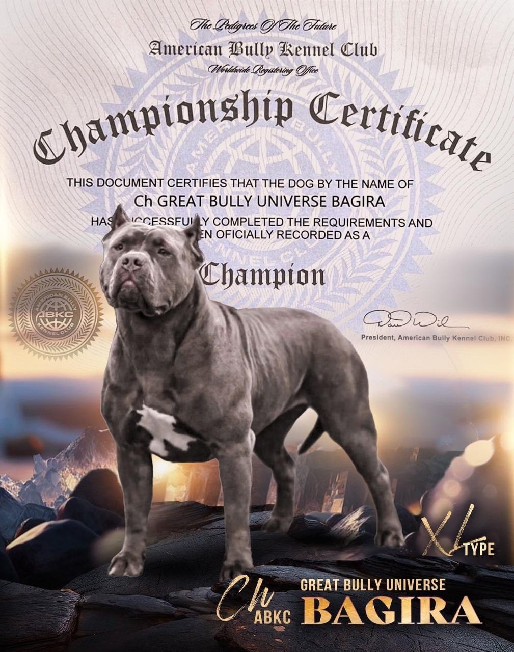 Купить щенка Американский булли XL	в Казани, Американский булли щенок	в Казани, Американский булли купить щенка	в Казани, Купить щенка American Bully XL	в Казани, купить щенка Американский булли	в Казани, купить щенка American Bully	в Казани, купить амбулли	в Казани, продажа щенков American Bully  XL	в Казани, 