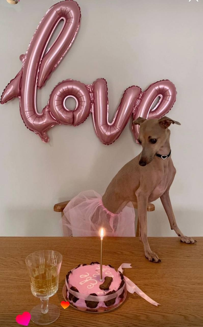 Празднуем дни Рождения. Профессиональный питомник левреток РКФ/FCI ASTI SAPPHIRE 💎 Сочи|Санкт-Петербург