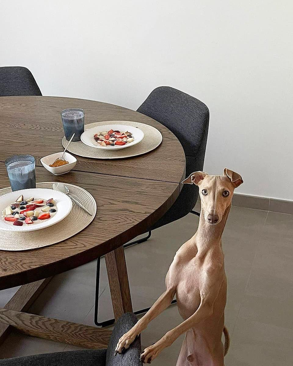 Профессиональный питомник левреток РКФ/FCI ASTI SAPPHIRE 💎 Сочи|Санкт-Петербург