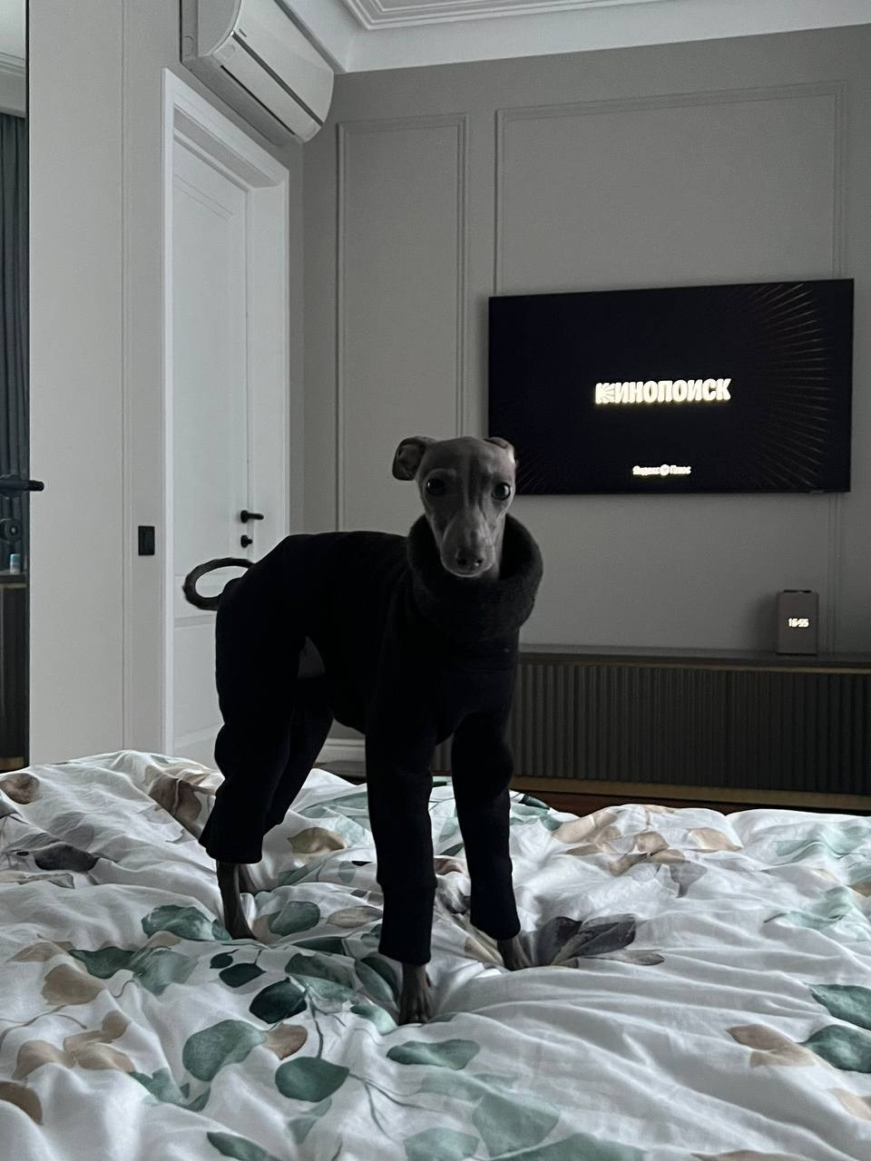 Всегда вместе. Профессиональный питомник левреток РКФ/FCI ASTI SAPPHIRE 💎 Сочи|Санкт-Петербург