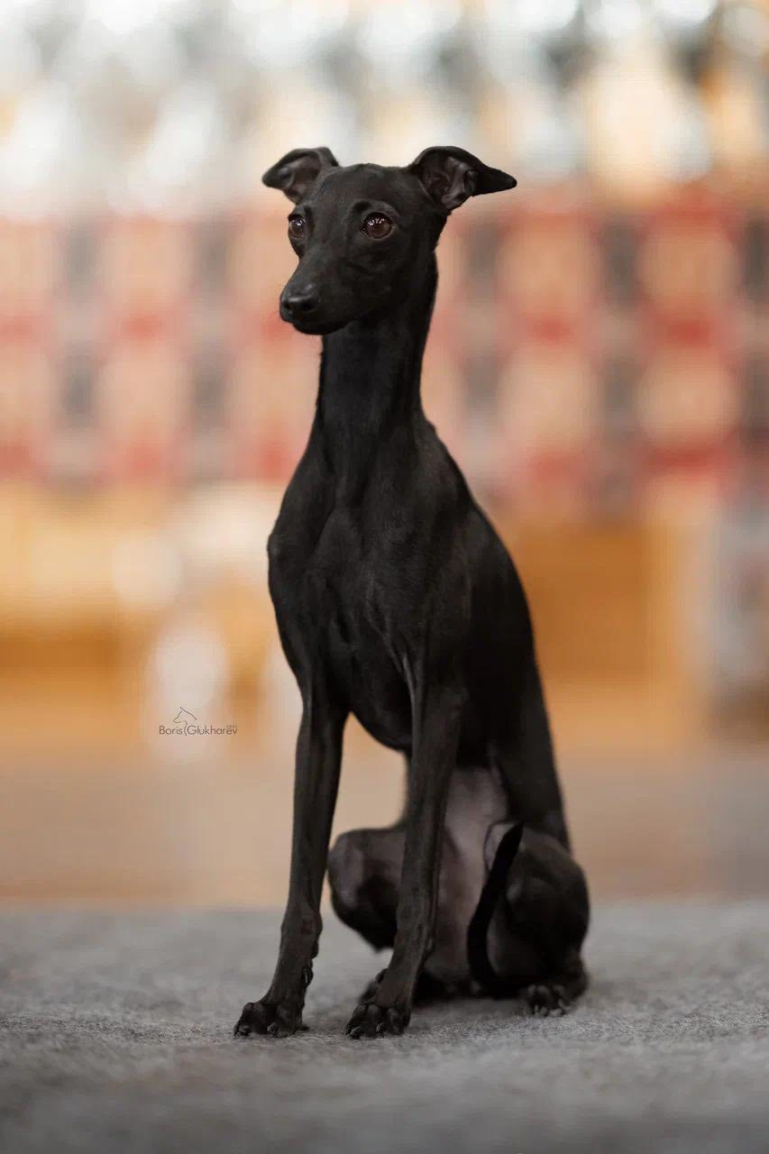 Профессиональный питомник левреток РКФ/FCI ASTI SAPPHIRE 💎 Сочи|Санкт-Петербург