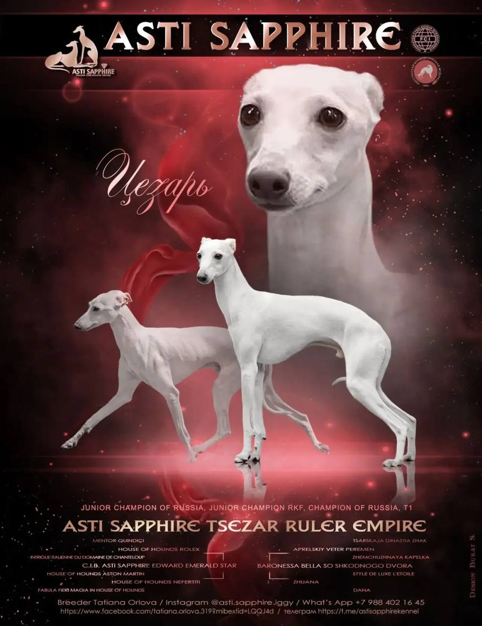 Casper boss & Clyde & Klaus. Профессиональный питомник левреток РКФ/FCI ASTI SAPPHIRE 💎 Сочи|Санкт-Петербург