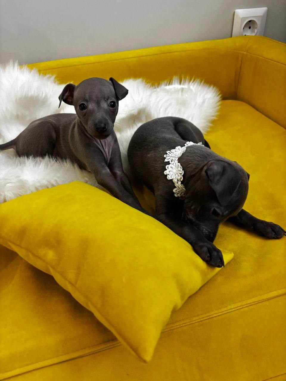 Голубые малыши. Профессиональный питомник левреток РКФ/FCI ASTI SAPPHIRE 💎 Сочи|Санкт-Петербург