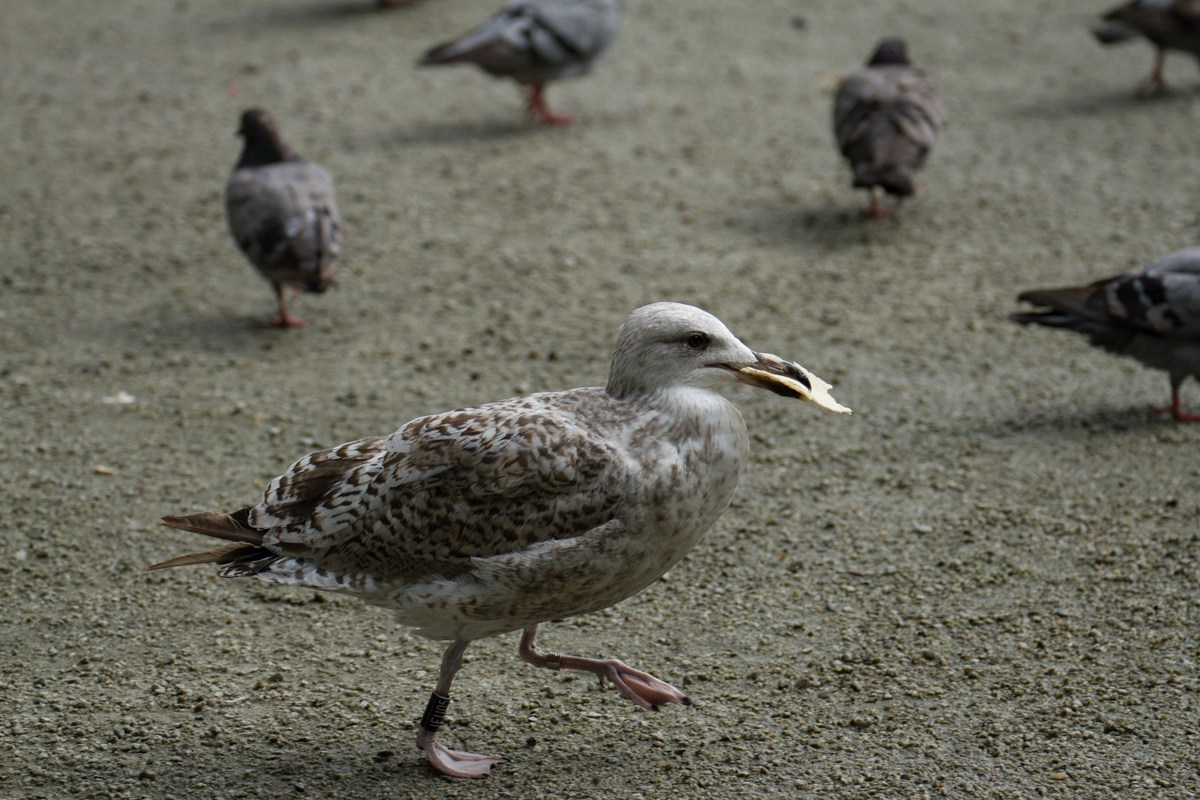 07/17. Норвегия. Walk&Fly with Batay