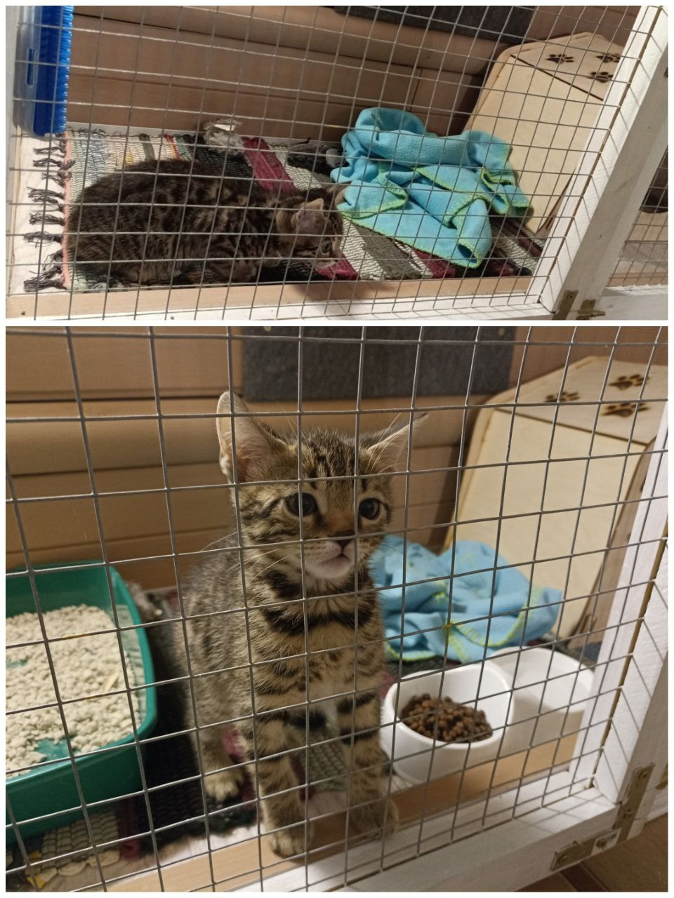 Феликс — чувствительный малыш с большим сердцем. Гостиница для кошек Усики и хвостики, Красноярск