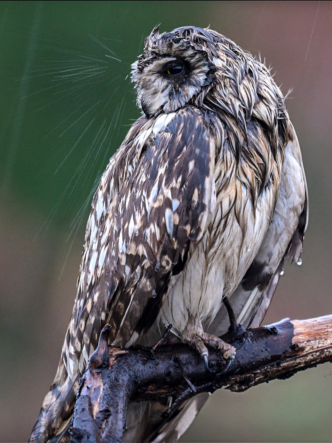 Short eared owl. Wildlife photography by Sergey Puponin