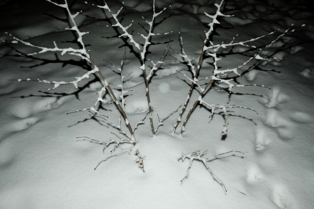 Introversion. Documentary photographer Olga Kardashova