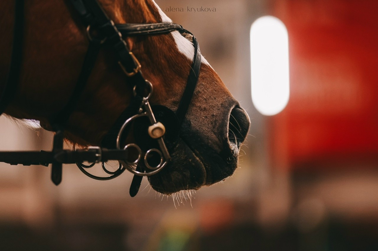 Зимние соревнования. Фотосессии с лошадьми