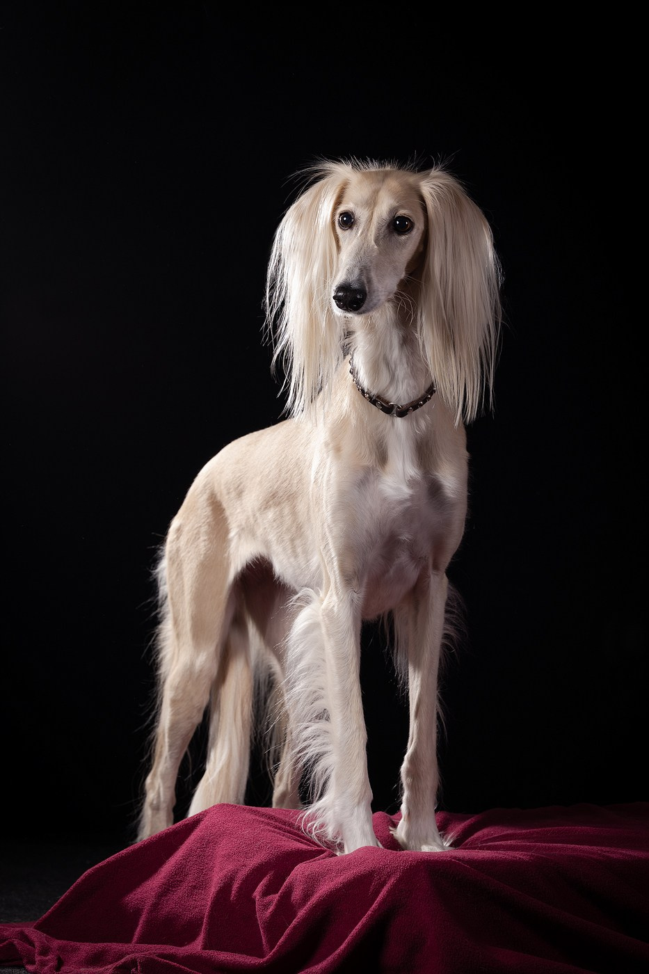 Небольшой отчёт о том, как прошли студиные фото дни. Фотограф-анималист Natalia Deingel | Фотосъемка собак в Москве