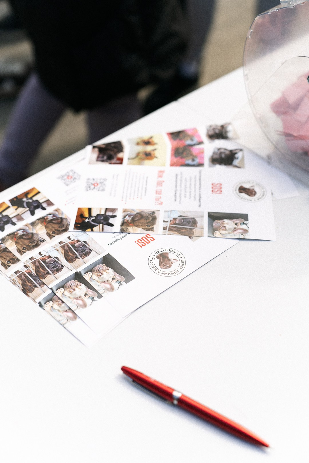 Парад Бульдогов. Axenov_eugene