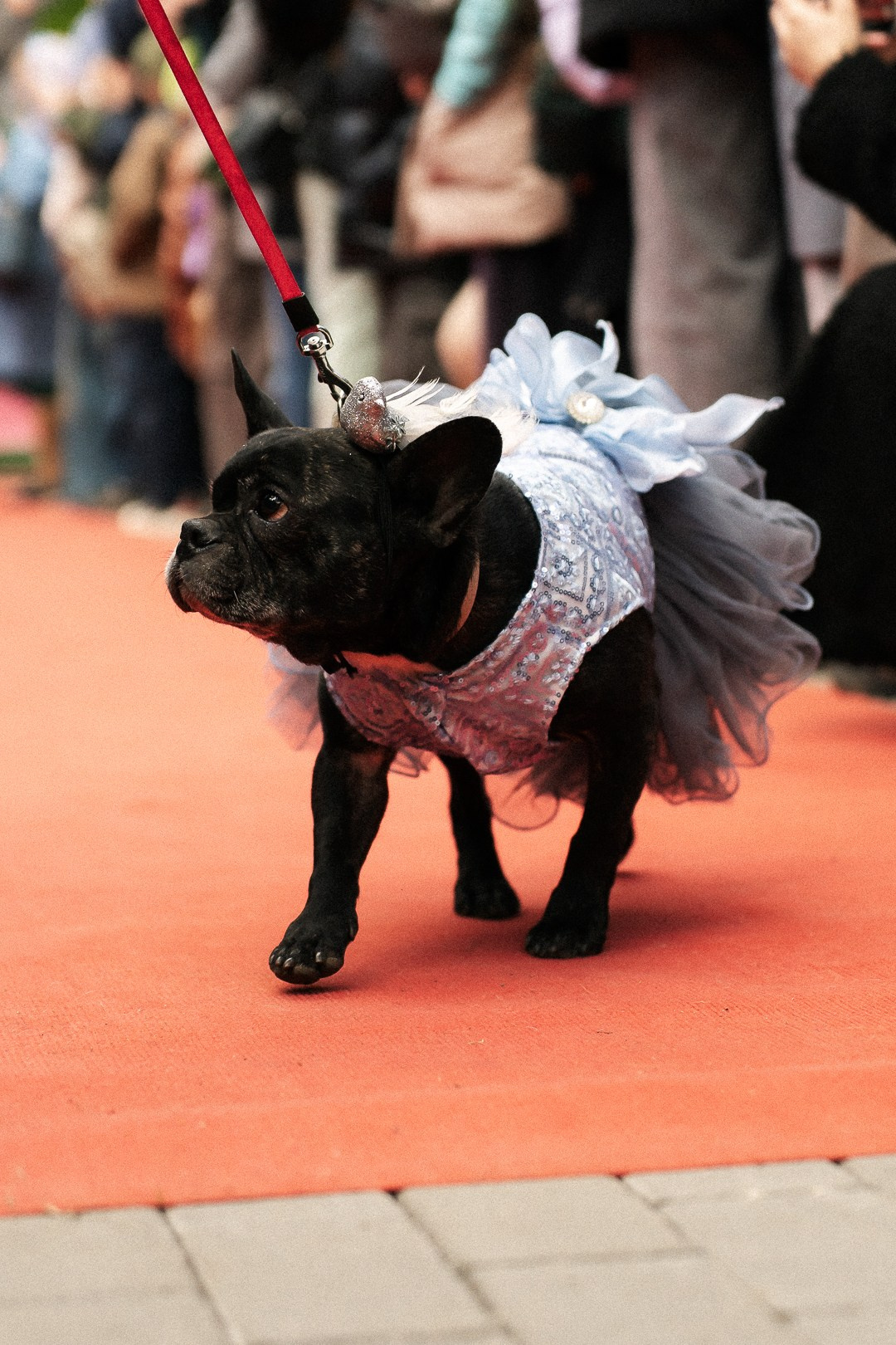 Парад Бульдогов. Axenov_eugene