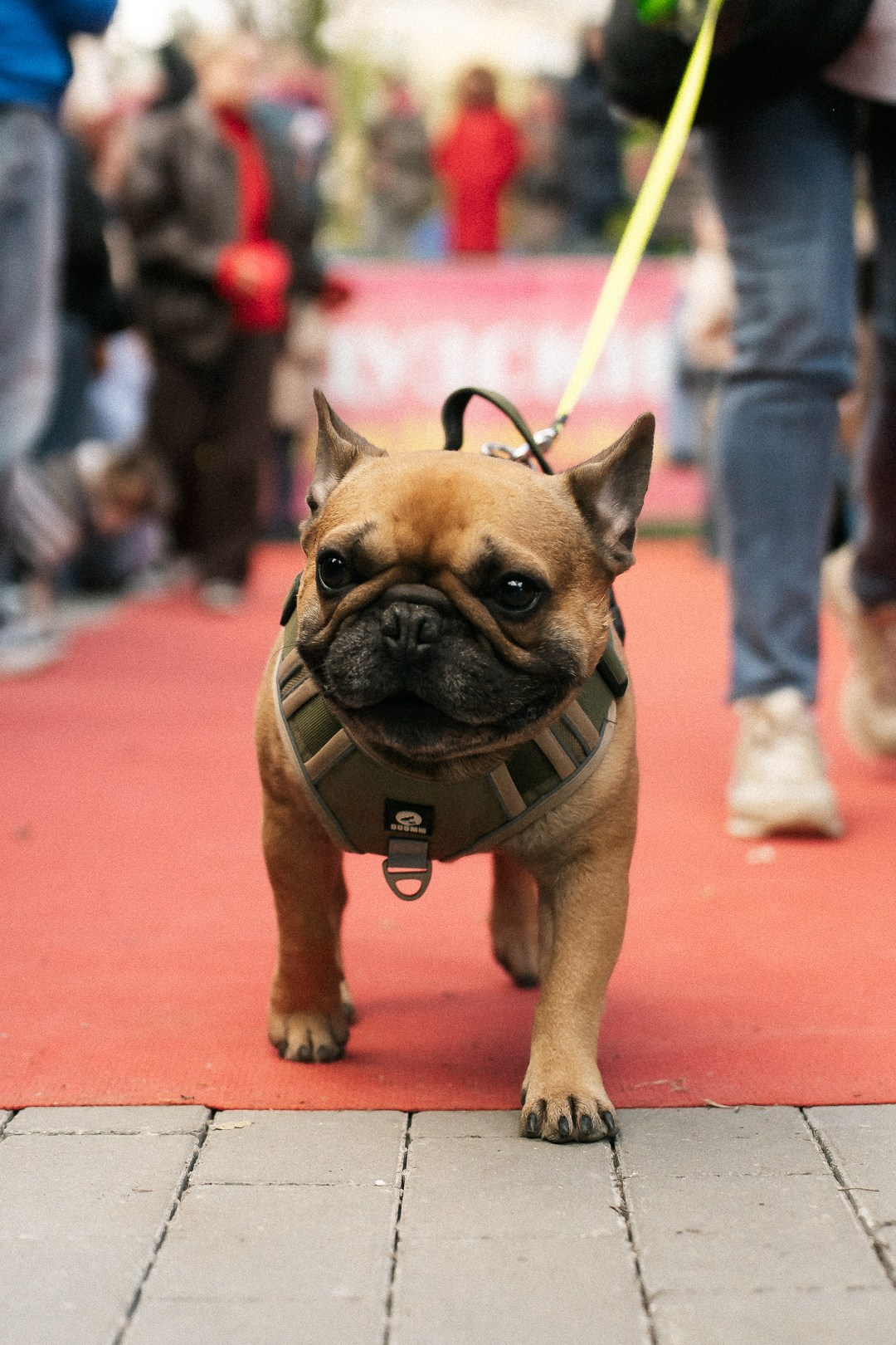 Парад Бульдогов. Axenov_eugene