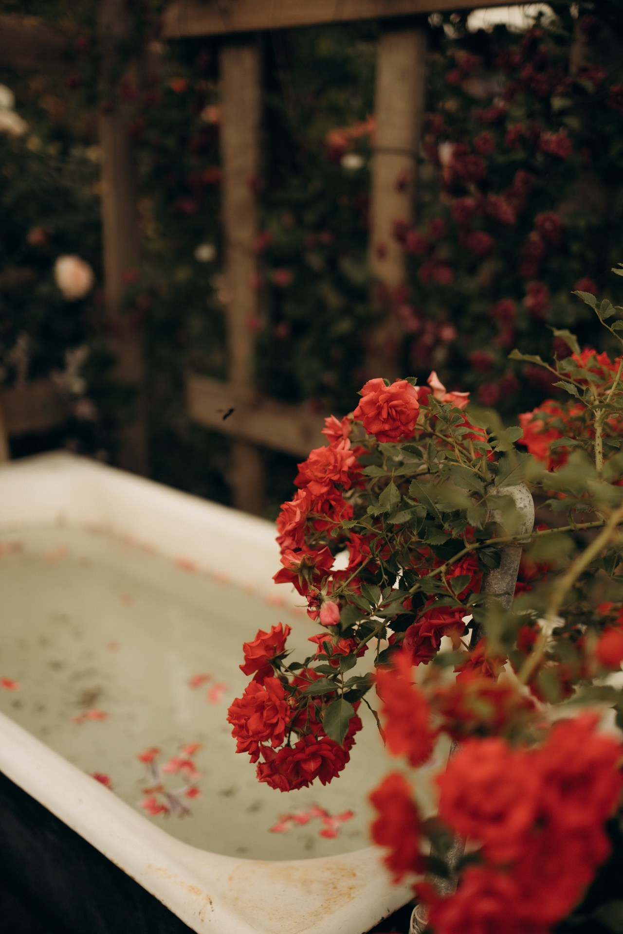 Фотопроект «Время Роз». Семейный фотограф в Ижевске Даша Денисова