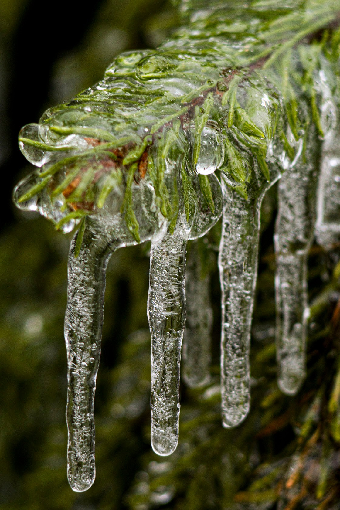 Ледяной дождь. Природа севера