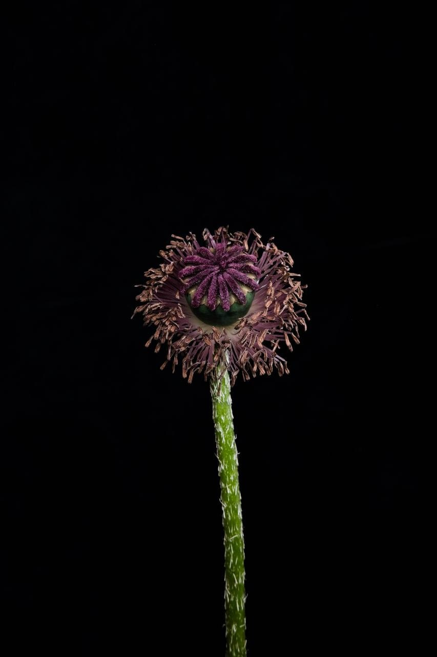 Ботаника. Елизавета БаковА