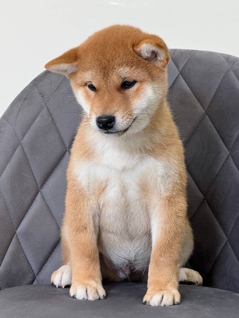 сиба питомник Рубилайт щенки на продажу rubylight  сиба щенки купить СПб Санкт-Петербург 