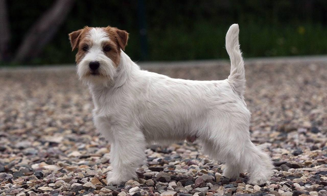 Lovely-Orange Mascarpone. Lovely-Orange питомник джек рассел терьеров