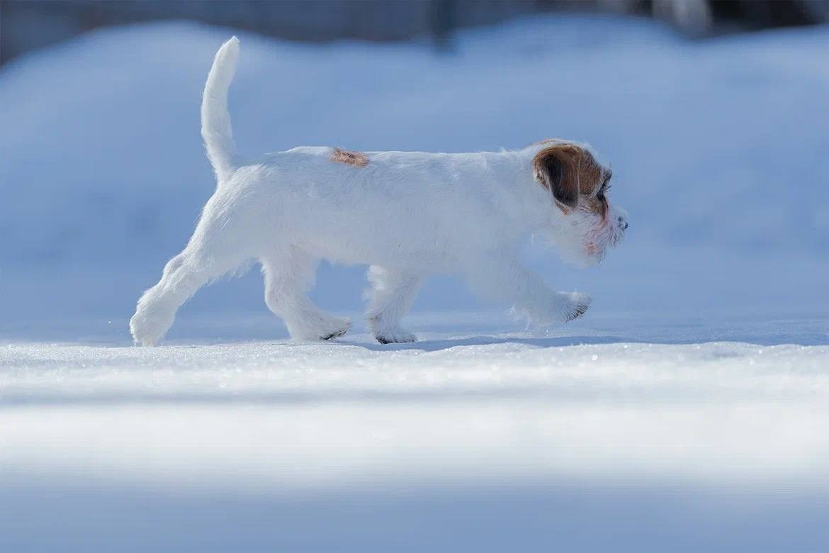 Сука 3. Lovely-Orange питомник джек рассел терьеров