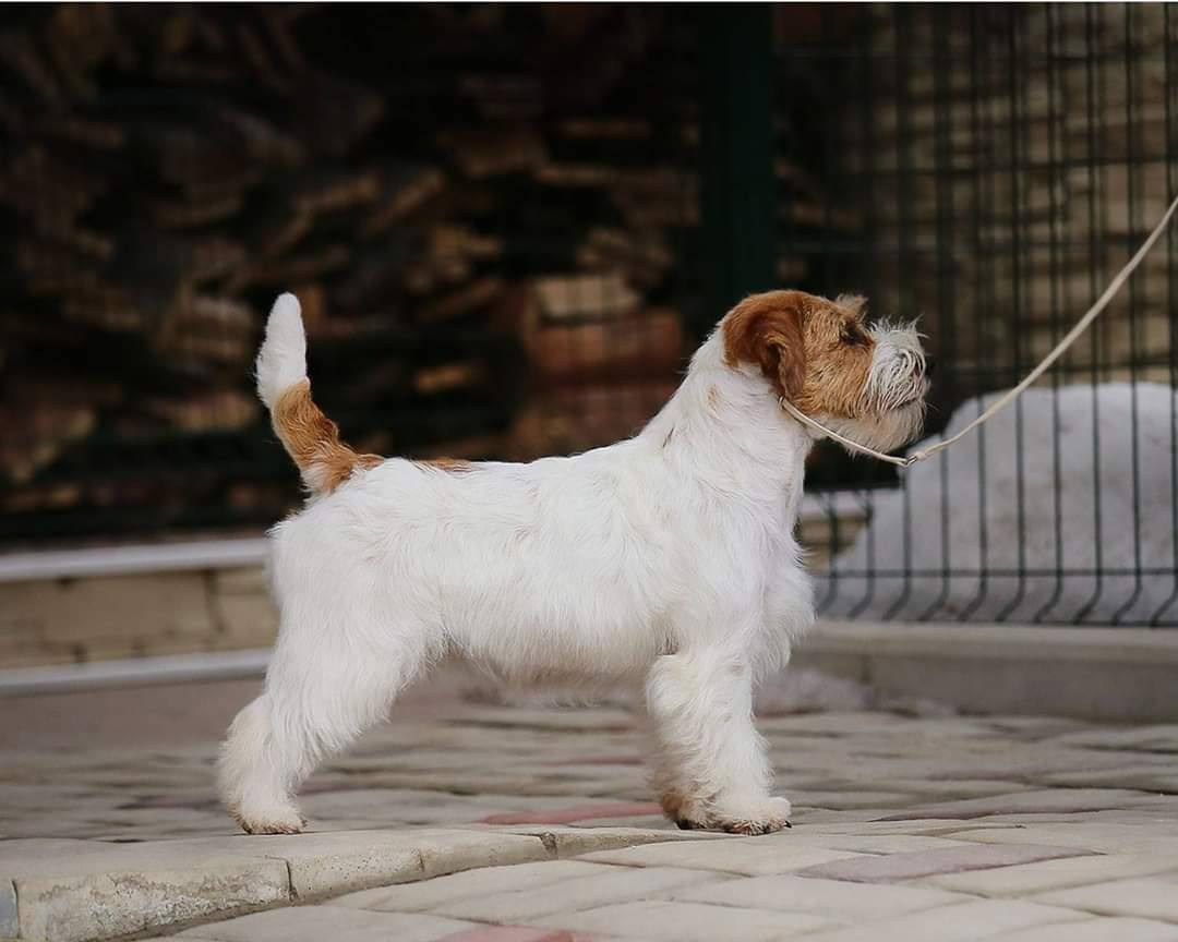 Lovely-Orange Candy Shop. Lovely-Orange питомник джек рассел терьеров