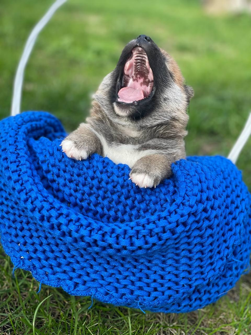 сиба питомник Рубилайт щенки на продажу rubylight  сиба щенки купить СПб Санкт-Петербург