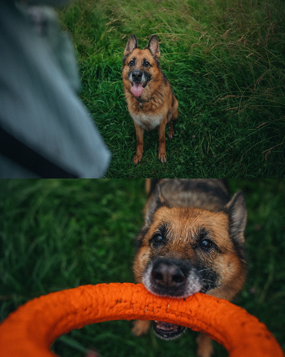 Вика и Фрея. Фотограф анималист в Москве и Санкт-Петербурге Свиридова Анна