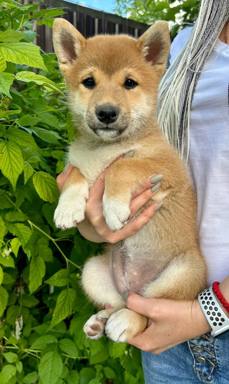 Сиба Rubylight Fumiko питомник Рубилайт