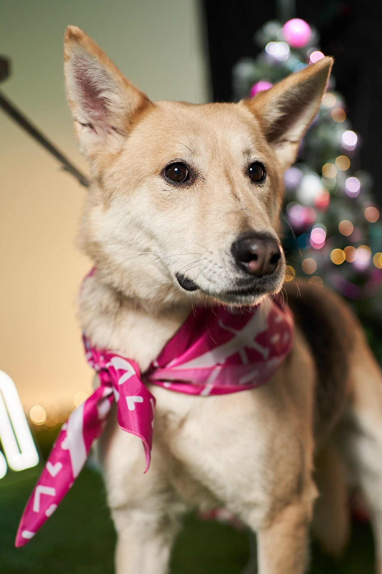 Проект «Андердоги» для коллаборации Фонда «Рэй», Sports.ru, Пари. Фотограф анималист Москва Дарья