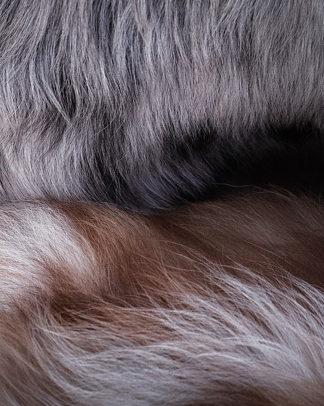 Света, Катрин, Умка. Фотограф анималист в Москве и Санкт-Петербурге Свиридова Анна