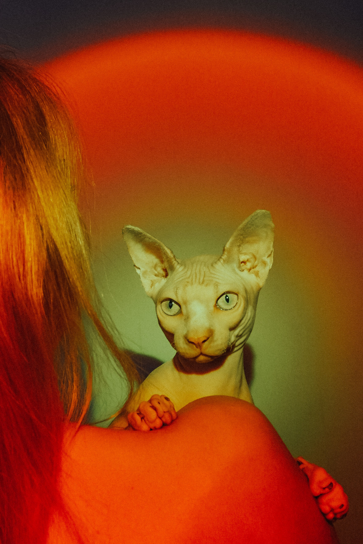 Вечера на хуторе. Фотограф Валуйки, Белгородская область. Коробова Юля