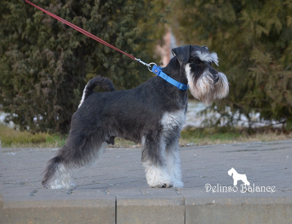 Сема/Delinso Balance Viserion. Питомник цвергшнауцеров в Беларуси «Делинсо Бэлэнс»