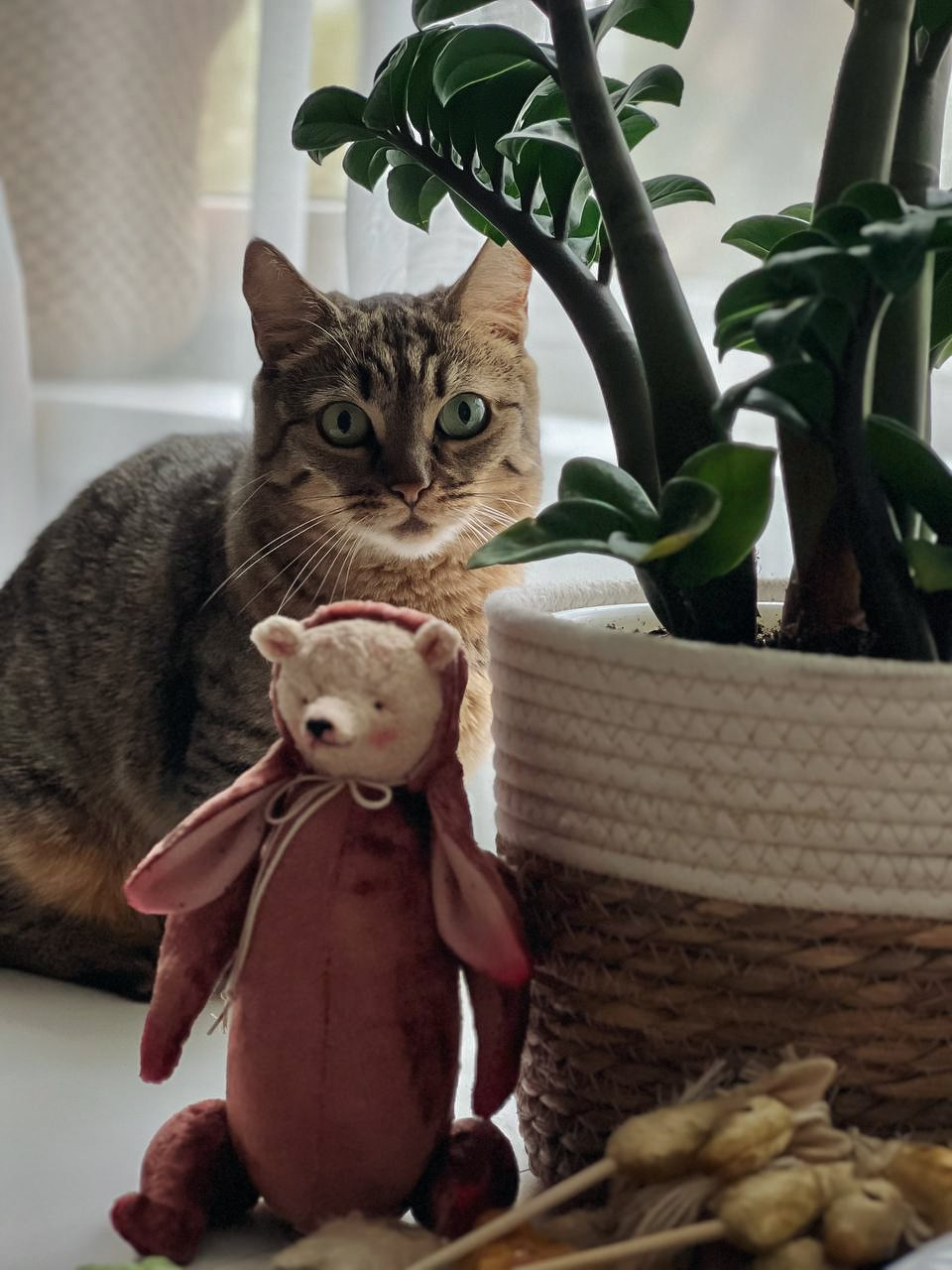 Тедди. Фотограф Ольга Сальманович