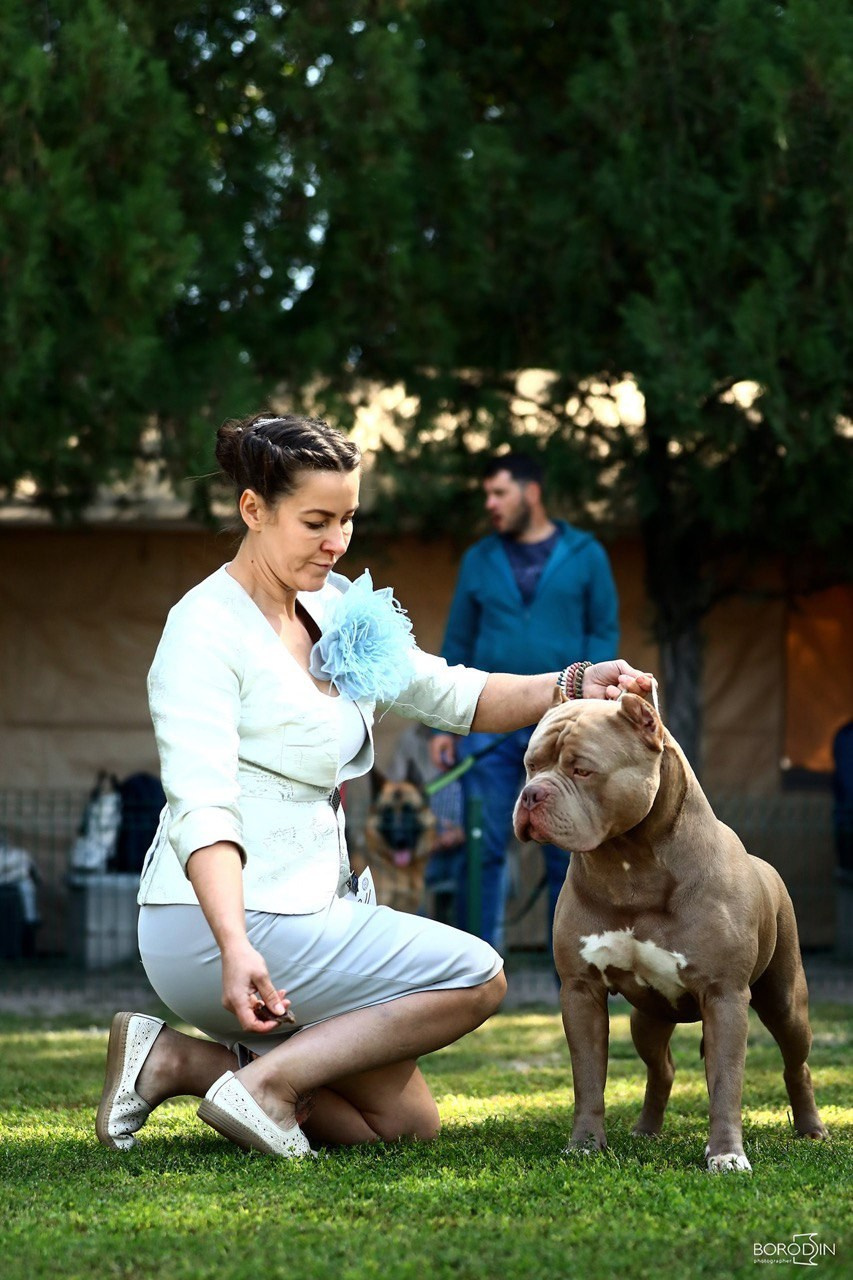 Участие в выставках. Американские булли XL в г. Калининград. Питомник Great Bully UNIVERSE