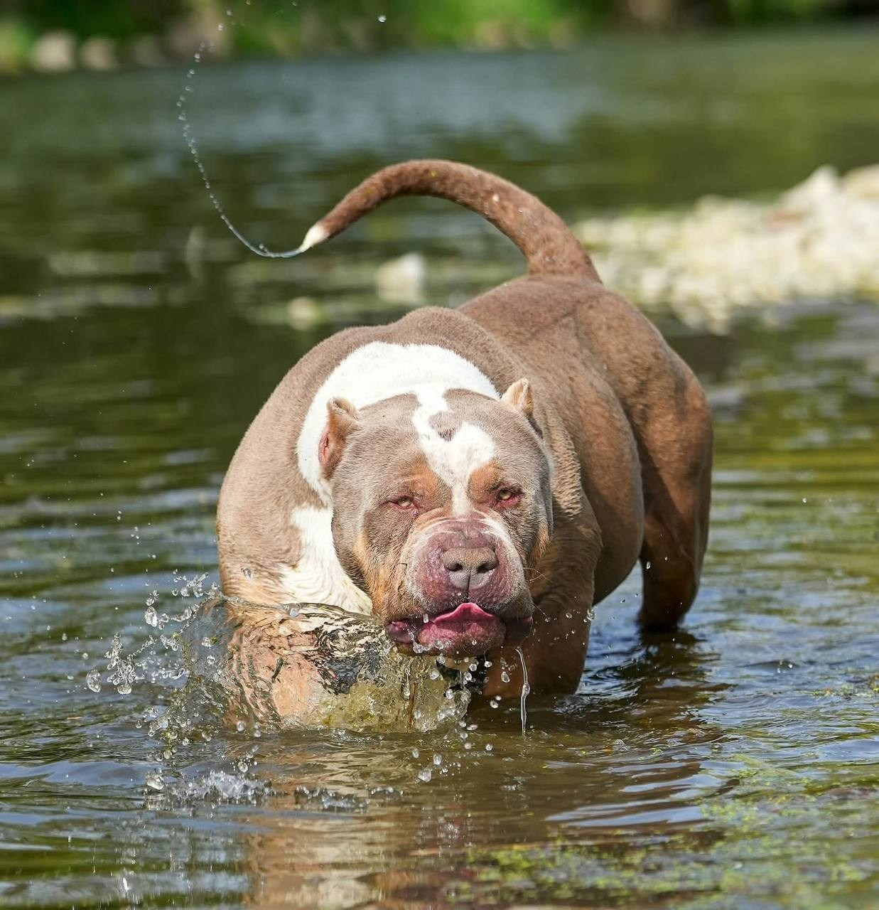 Mako’s GRANDBAR. Американские булли XL в г. Калининград. Питомник Great Bully UNIVERSE