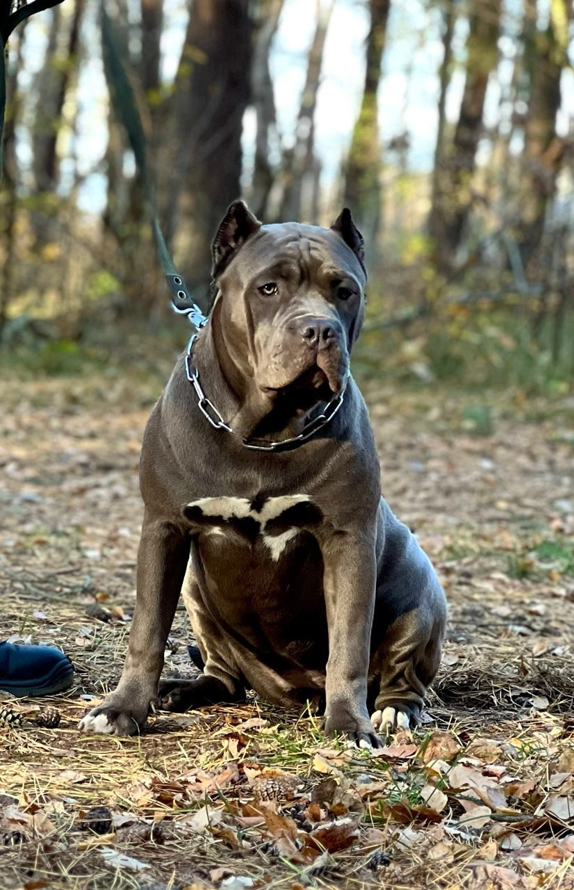 UPB’s Queenie & Zeus. 16.04.24. Американские булли XL в г. Калининград. Питомник Great Bully UNIVERSE