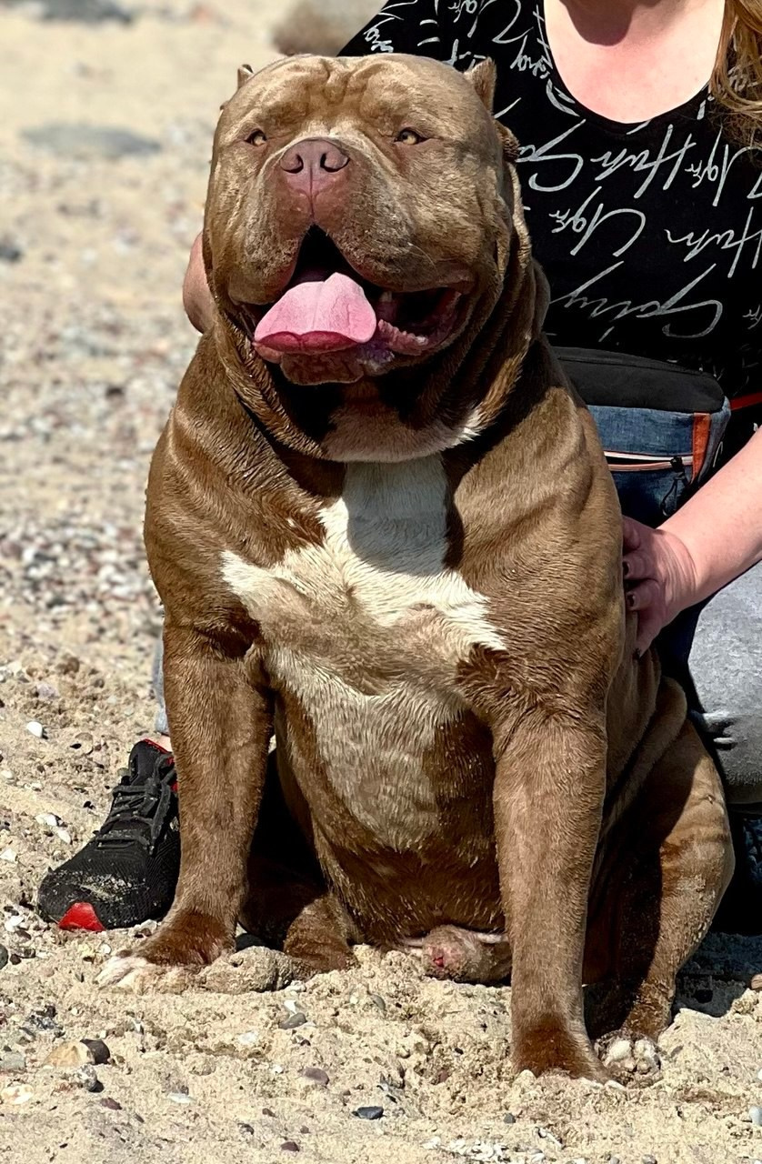Наши собаки. Американские булли XL в г. Калининград. Питомник Great Bully UNIVERSE